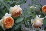 Apricot Sky ® Apricot Sky ®