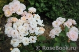 Bordure Nacree Bordure Nacree