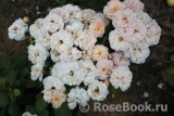 Bordure Nacree Bordure Nacree