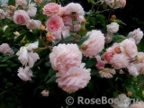 A Shropshire Lad A Shropshire Lad