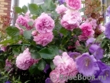 Lavender Lassie Lavender Lassie