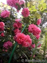 Rosarium Uetersen Rosarium Uetersen