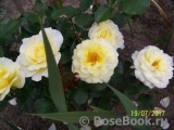 White Licorice White Licorice