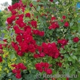 Scarlet Meillandecor Scarlet Meillandecor