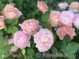 Grace® Grace®