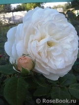 Crocus Rose® Crocus Rose®