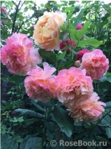 Augusta Luise Augusta Luise
