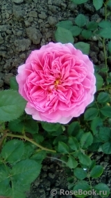 Princess Alexandra of Kent Princess Alexandra of Kent