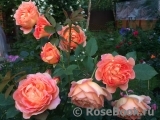 Lady of Shalott Lady of Shalott