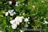 Great North Eastern Rose Great North Eastern Rose