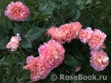 Augusta Luise Augusta Luise