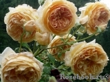Crown Princess Margareta® Crown Princess Margareta®