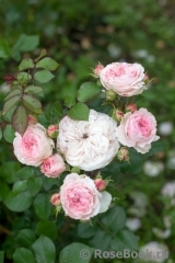 Mariatheresia Mariatheresia