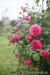 Rosarium Uetersen Rosarium Uetersen