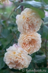 Crown Princess Margareta® Crown Princess Margareta®