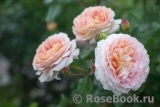 Abraham Darby Abraham Darby