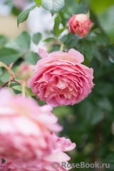 Jubilee Celebration® Jubilee Celebration®