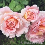 Abraham Darby Abraham Darby