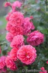Rosarium Uetersen Rosarium Uetersen