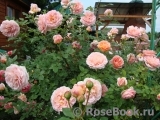 Abraham Darby Abraham Darby