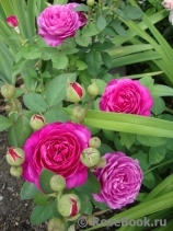 Heidi Klum Rose Heidi Klum Rose