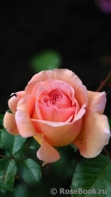 A Shropshire Lad A Shropshire Lad
