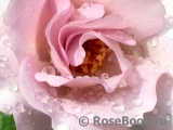 Couture Rose Tilia Couture Rose Tilia