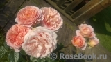 Abraham Darby Abraham Darby