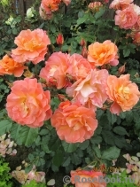 Westerland Westerland