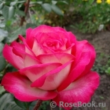 Rose Gaujard Rose Gaujard