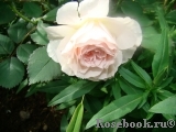 Morden Blush Morden Blush
