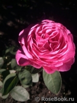 Heidi Klum Rose Heidi Klum Rose