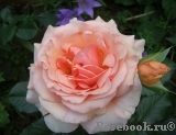 Fragrant Apricot Fragrant Apricot