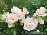 Crocus Rose® Crocus Rose®