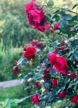 Florentina - Florentina -