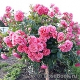Rosarium Uetersen Rosarium Uetersen