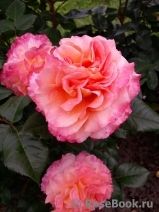 Augusta Luise Augusta Luise
