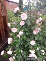 Generous Gardener, The Generous Gardener, The