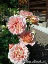Abraham Darby Abraham Darby