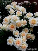 Chandos Beauty Chandos Beauty
