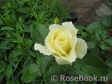 White Licorice White Licorice