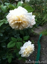 Crocus Rose® Crocus Rose®