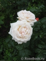 Madame Anisette ® Madame Anisette ®