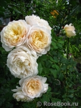 Crocus Rose® Crocus Rose®