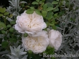 Crocus Rose® Crocus Rose®