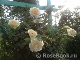Crocus Rose® Crocus Rose®