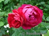 Ascot Ascot