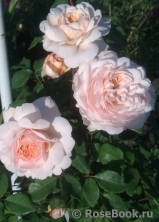 Crocus Rose® Crocus Rose®