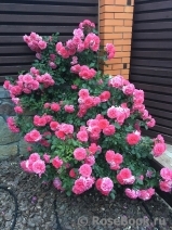 Rosarium Uetersen Rosarium Uetersen