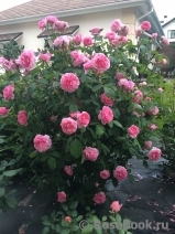 Gertrude Jekyll Gertrude Jekyll